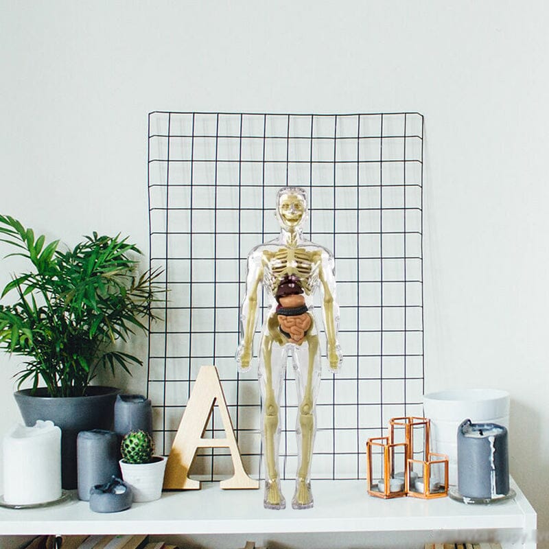 3D Anatomiskt korrekt skelett - Leksaksmodell
