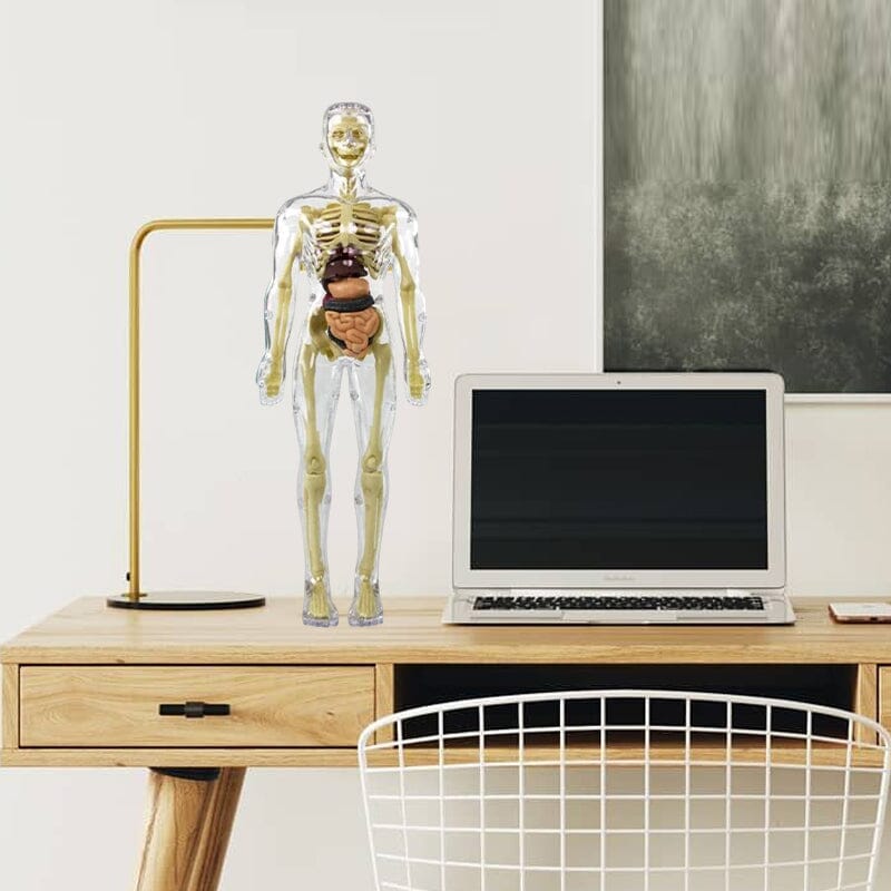 3D Anatomiskt korrekt skelett - Leksaksmodell