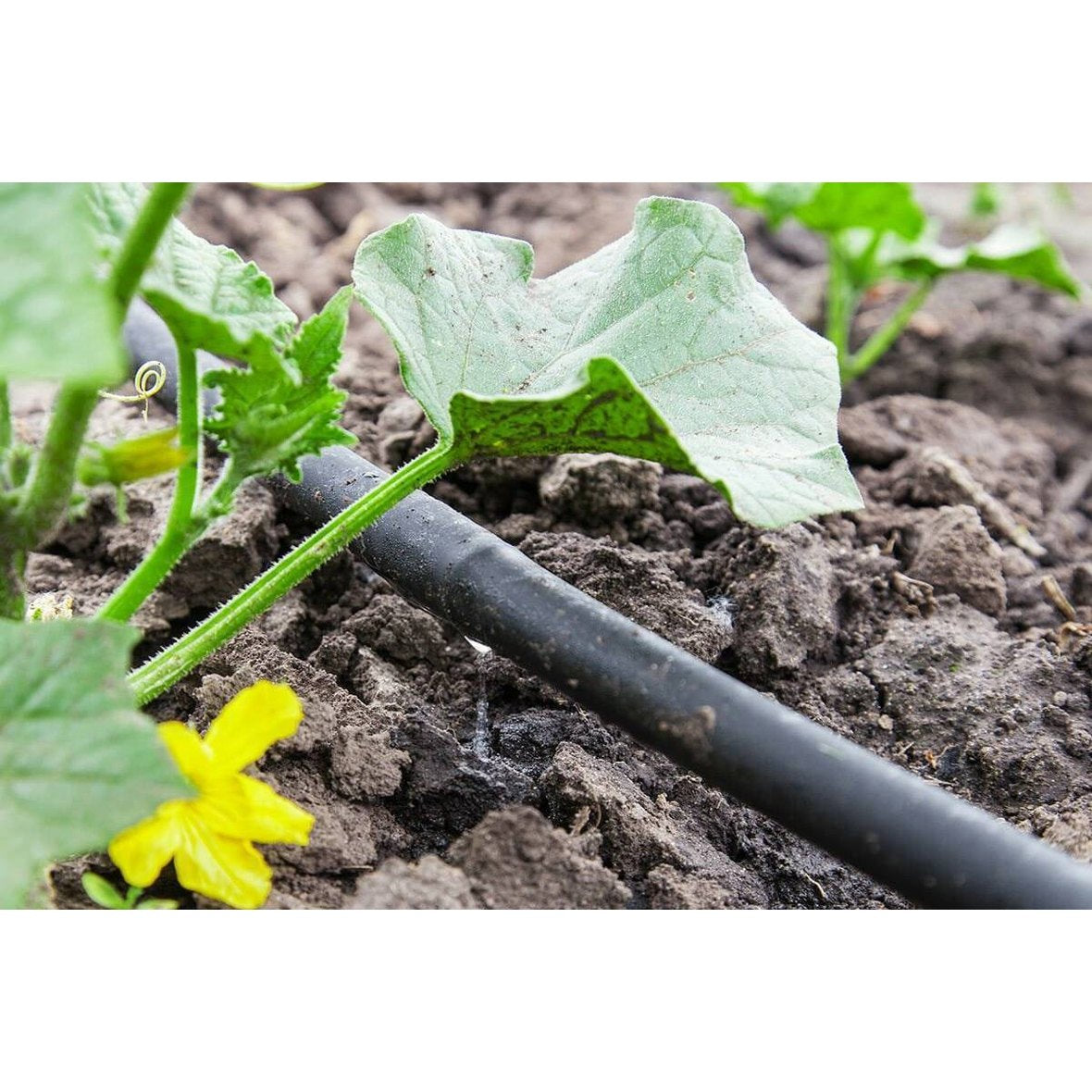 Droppslang, 100 meter, Startset - Fraktfri » Ecoplant