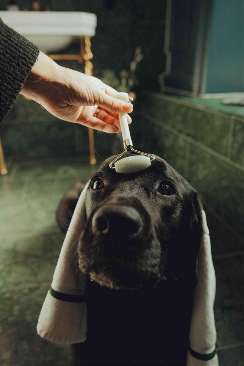 Total Relaxation Kit - For Stressed Dogs