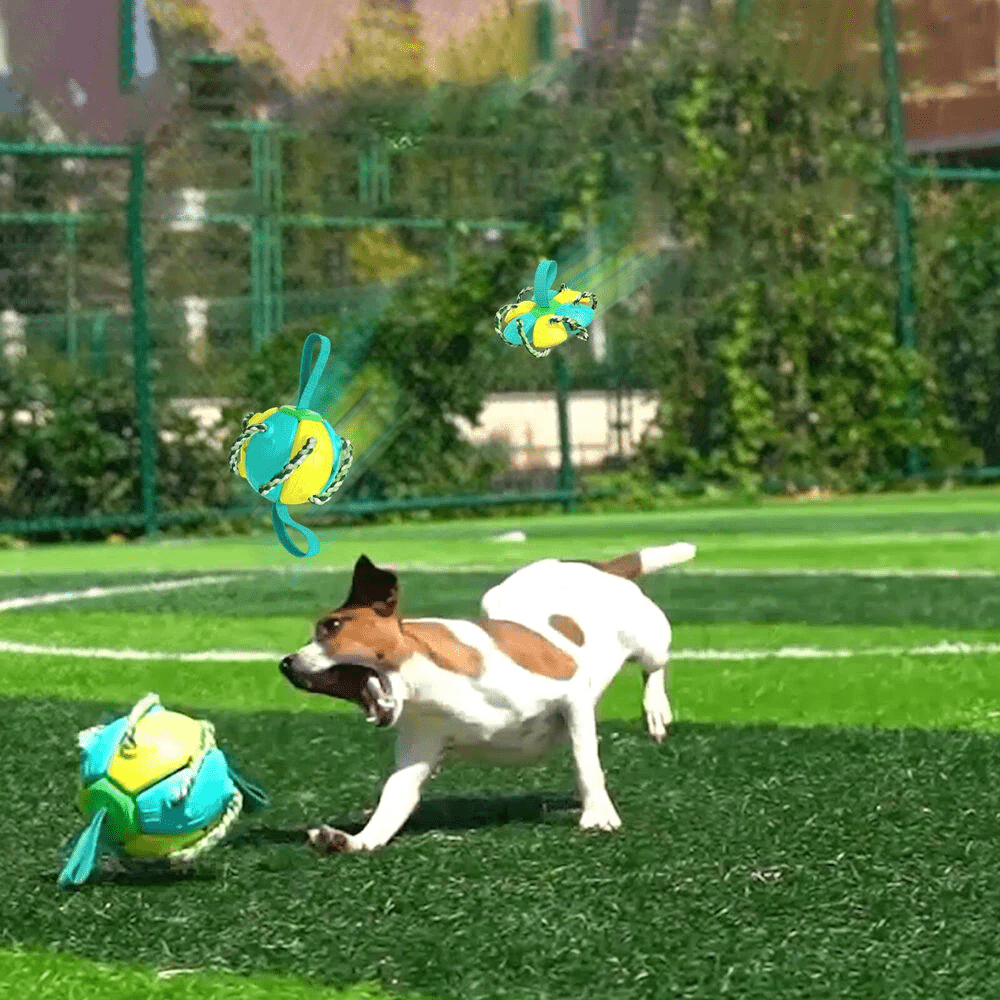 Frisbeeboll - Hundleksak
