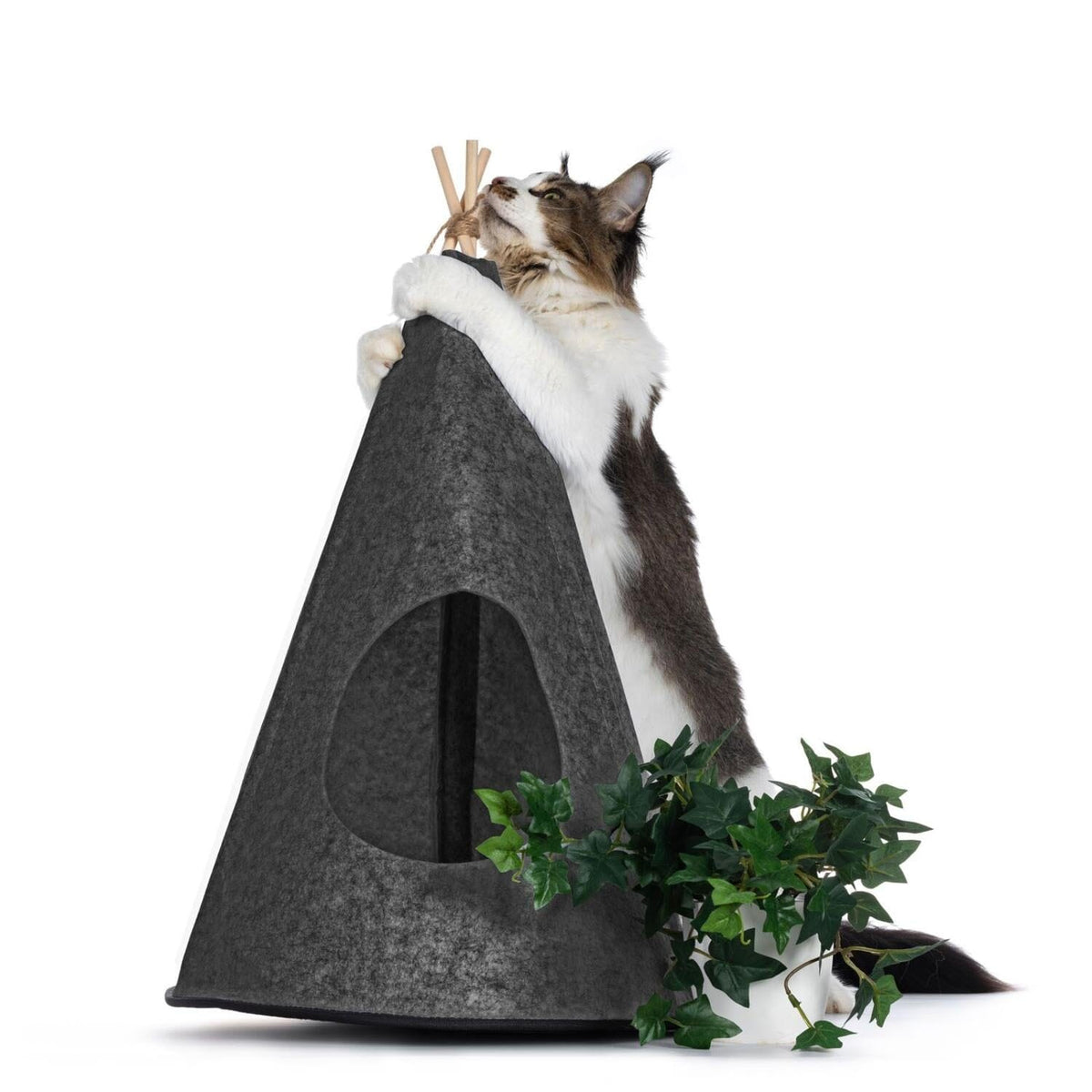 Katt tipitält av filt