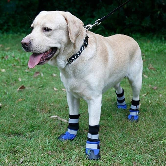 Reflektiva vadderade hundskor för större hundar (4 skor)